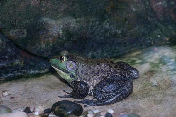 牛蛙是不是蝌蚪变的，从受精卵逐一变成蝌蚪、幼蛙、成蛙