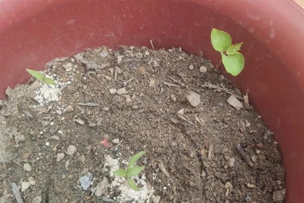 葡萄属于缠绕茎还是攀缘茎，葡萄属于攀援茎