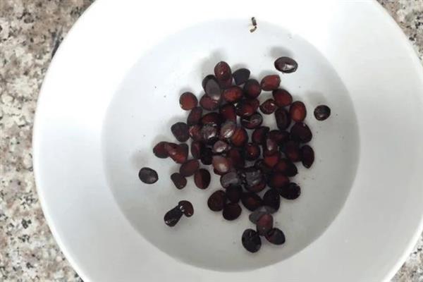 葡萄属于缠绕茎还是攀缘茎，葡萄属于攀援茎