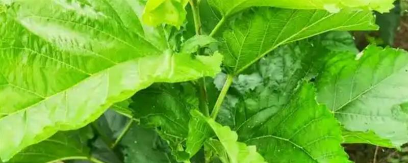 桑树苗的特点，其表面光滑无毛且成树株高16米