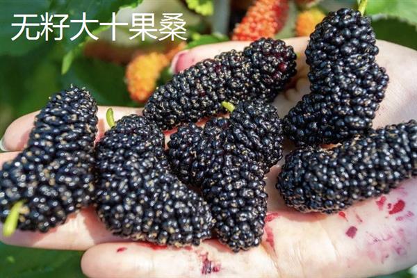 桑树苗的特点，其表面光滑无毛且成树株高16米