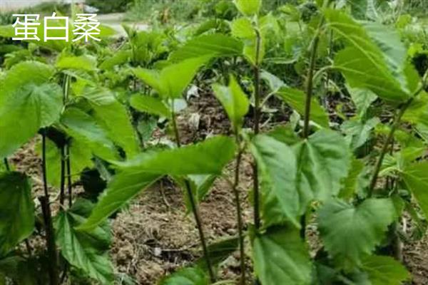 桑树苗的特点，其表面光滑无毛且成树株高16米