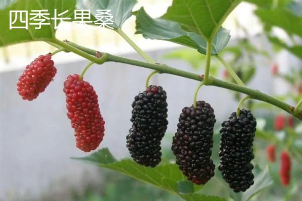 桑树苗的特点，其表面光滑无毛且成树株高16米