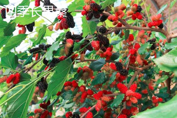 桑树苗的特点，其表面光滑无毛且成树株高16米