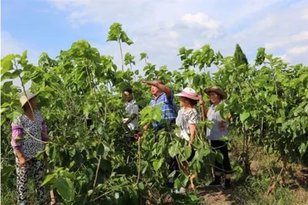 桑树苗的特点，其表面光滑无毛且成树株高16米