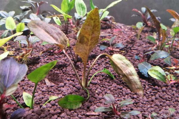 佛斯椒草好不好养，养殖难度并不低