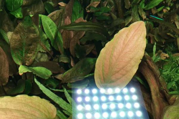 佛斯椒草好不好养，养殖难度并不低
