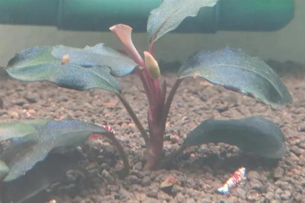 佛斯椒草好不好养，养殖难度并不低