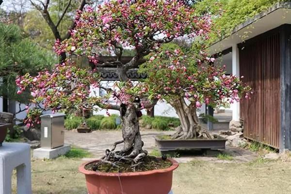 西府海棠怎么养殖，雨季每隔2-3天松一次土
