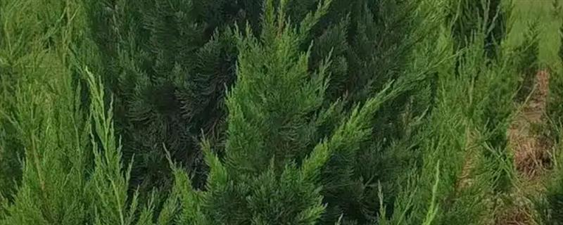 有哪些四季常青的树木，常见山茶树、龙柏树等品种