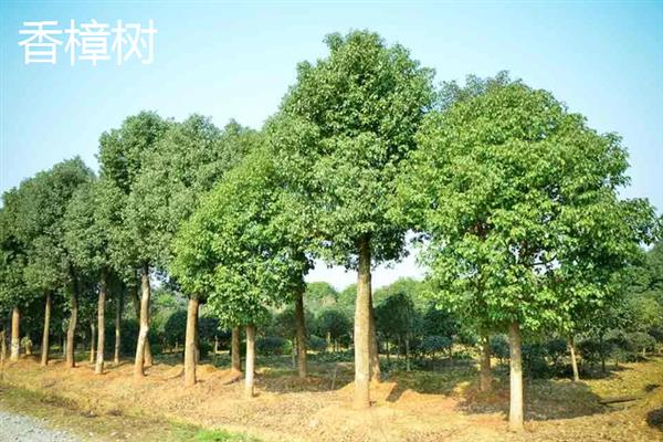 有哪些四季常青的树木，常见山茶树、龙柏树等品种