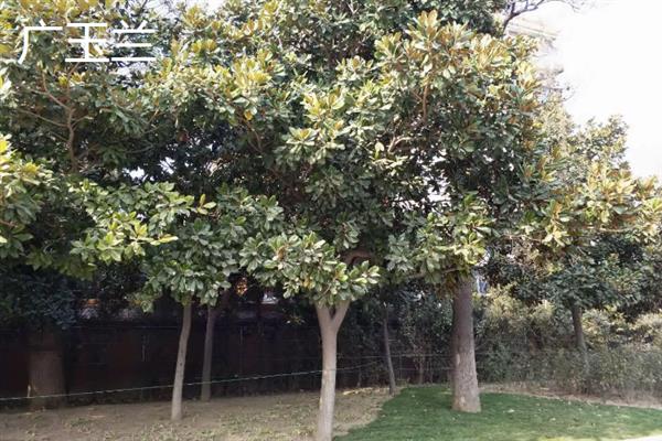 有哪些四季常青的树木，常见山茶树、龙柏树等品种