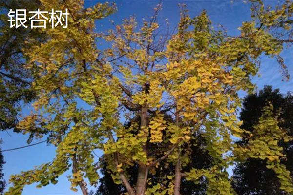 有哪些四季常青的树木，常见山茶树、龙柏树等品种