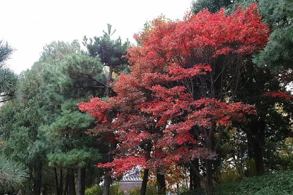 有哪些四季常青的树木，常见山茶树、龙柏树等品种