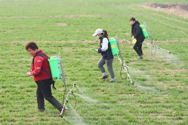 草坪剂和除草剂的应用技巧,不同药剂的使用方法不同