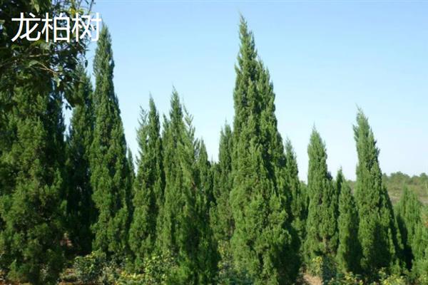 有哪些四季常青的树木，常见山茶树、龙柏树等品种