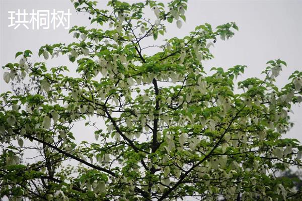 有哪些四季常青的树木，常见山茶树、龙柏树等品种