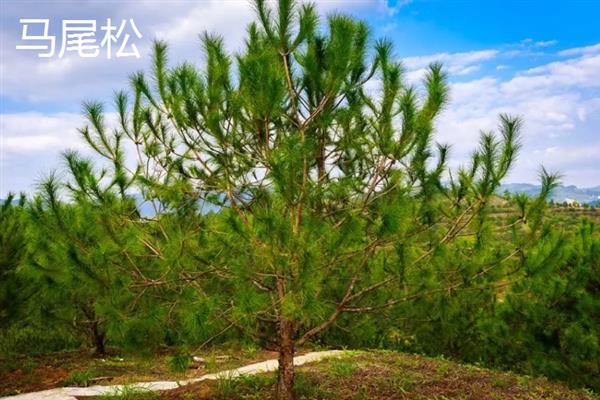 有哪些四季常青的树木，常见山茶树、龙柏树等品种
