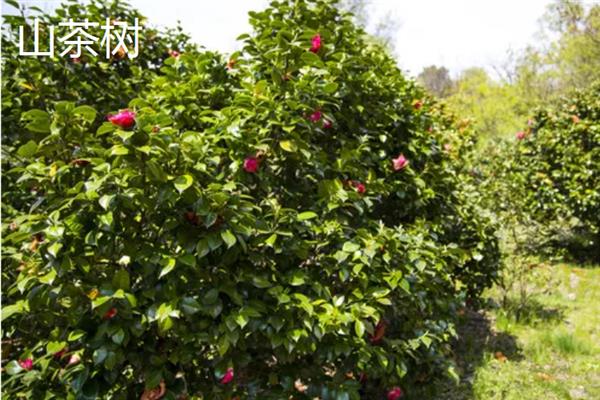 有哪些四季常青的树木，常见山茶树、龙柏树等品种