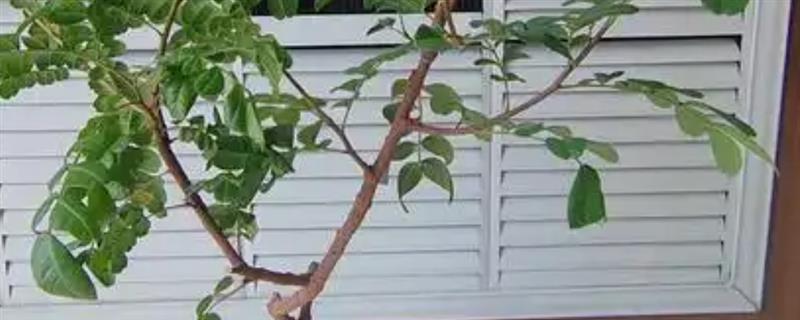 清香木放在卧室有没有毒，没有毒