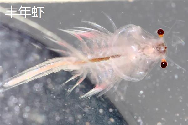 丰年虾和红虫哪个营养更高，红虫的营养更高