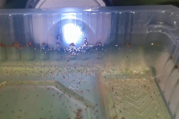 丰年虾和红虫哪个营养更高，红虫的营养更高