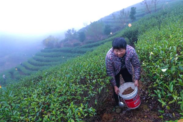 茶树怎么施肥，追肥以氮肥为主