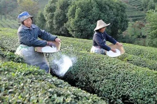 茶树怎么施肥，追肥以氮肥为主