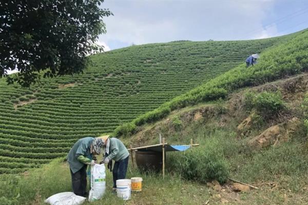茶树怎么施肥，追肥以氮肥为主