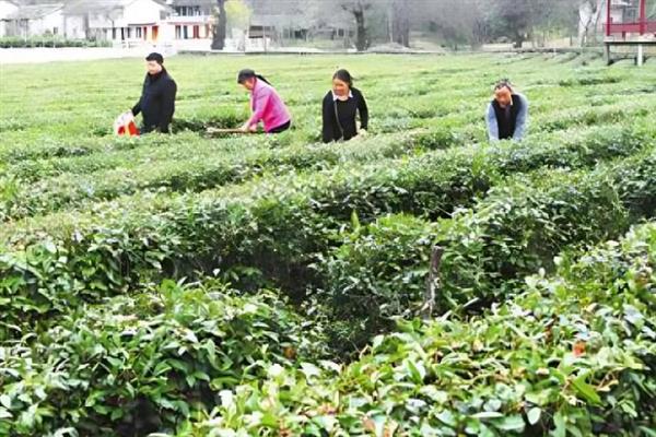 茶树怎么施肥，追肥以氮肥为主