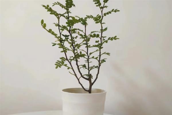 清香木放在卧室有没有毒，没有毒