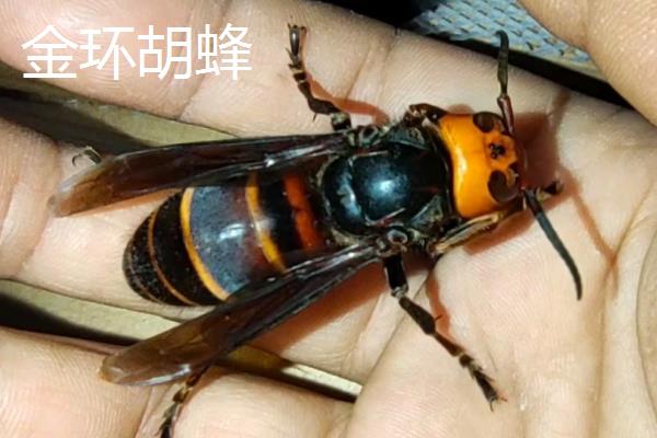 中国大虎头蜂介绍，学名叫做金环胡蜂