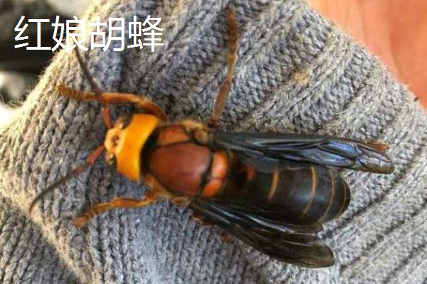 中国大虎头蜂介绍，学名叫做金环胡蜂