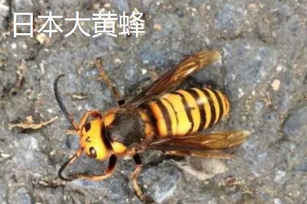 中国大虎头蜂介绍，学名叫做金环胡蜂