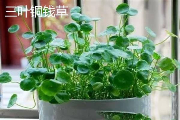 有哪些铜钱草品种，常见的有三叶铜钱草、积雪草等