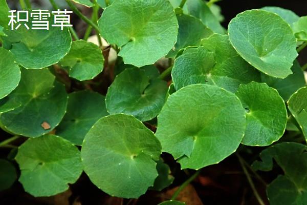 有哪些铜钱草品种，常见的有三叶铜钱草、积雪草等