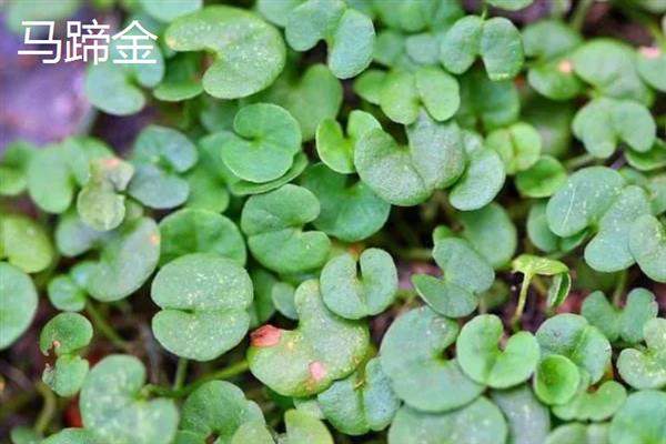 有哪些铜钱草品种，常见的有三叶铜钱草、积雪草等