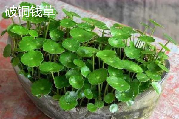 有哪些铜钱草品种，常见的有三叶铜钱草、积雪草等