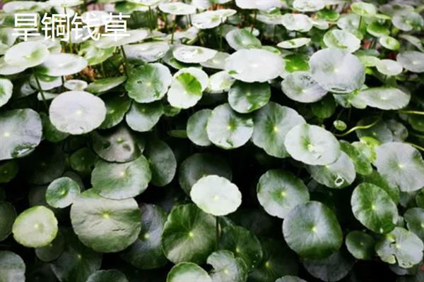 有哪些铜钱草品种，常见的有三叶铜钱草、积雪草等