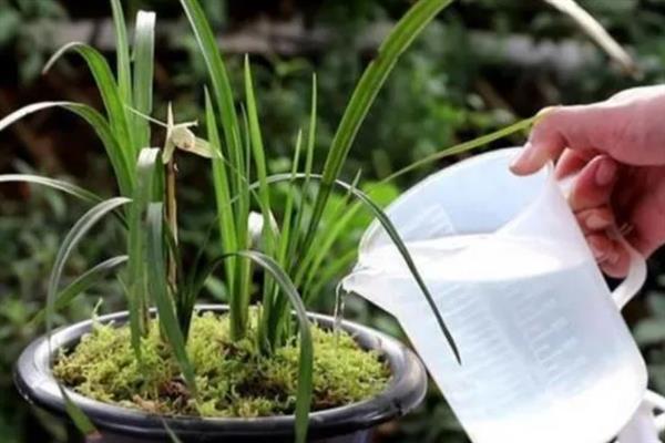 兰花什么时候施肥，傍晚施肥不易出现肥害