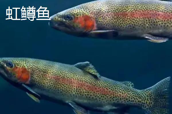 怎么快速鉴别三文鱼和虹鳟鱼，虹鳟鱼有一条从身体上部连接到尾部的红线
