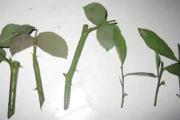 月季花如何扦插，插穗上的最顶端保留2个叶片
