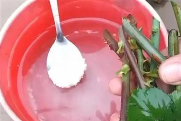 月季花如何扦插，插穗上的最顶端保留2个叶片