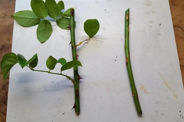 月季花如何扦插，插穗上的最顶端保留2个叶片