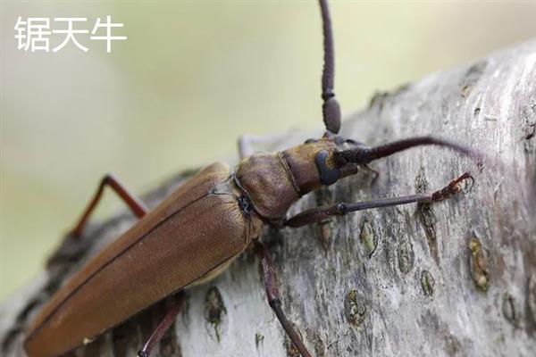 天牛的触角是什么形状，通常呈鞭状
