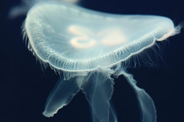 水母有没有脑子，水母没有脑子