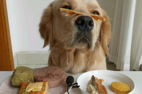 金毛狗如何训练，训练的最佳时间应该是幼犬时候
