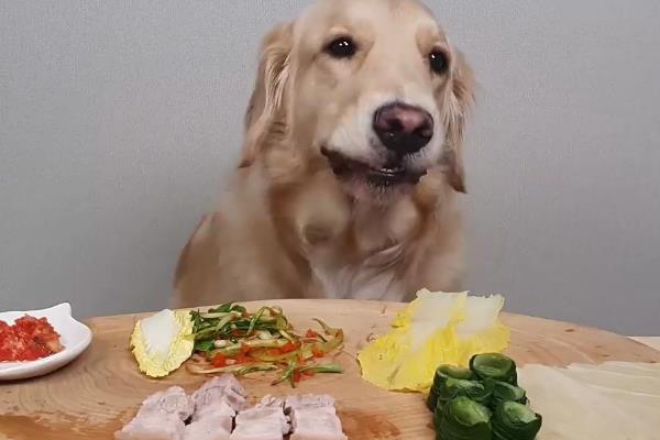 金毛狗如何训练，训练的最佳时间应该是幼犬时候