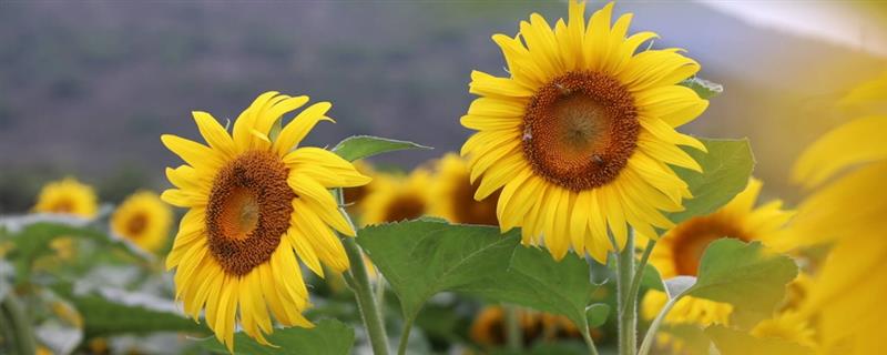 7朵向日葵的花语，寓意让幸福永远伴随你