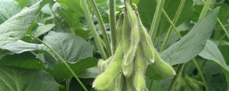 对大豆生长有特殊作用的元素是什么，包括钴元素、钙元素、镁元素等种类